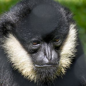 New Species: Northern White-cheeked Gibbon