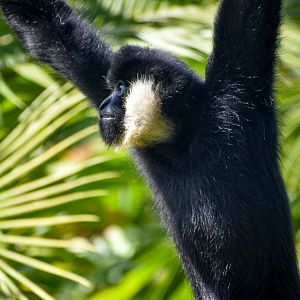 New Species: Northern White-cheeked Gibbon