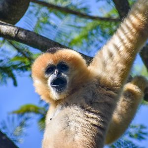 New Species: Northern White-cheeked Gibbon