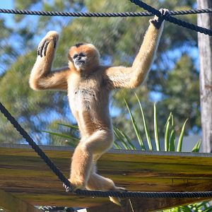 New Species: Northern White-cheeked Gibbon