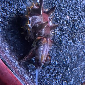 Flamboyant cuttlefish hunting