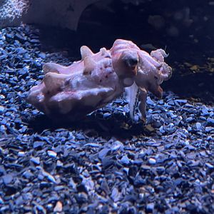 Flamboyant cuttlefish