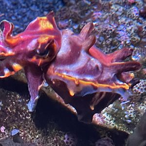 Flamboyant cuttlefish