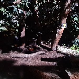 Night safari - Kiwi enclosure in daylight settings