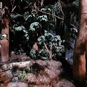 Night safari - Kiwi enclosure in daylight settings