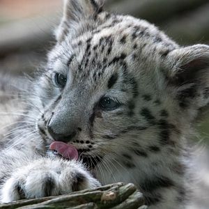 Snow leopard cub