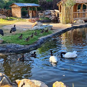 Argentine Cerrado - Black-necked swan, Rosy-billed pochard