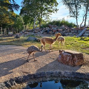 Argentine Cerrado - Lesser rhea, Vicuña, Southern screamer