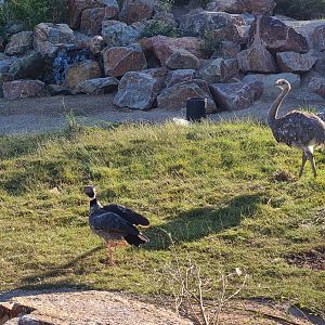 Argentine Cerrado - Lesser rhea, Southern screamer