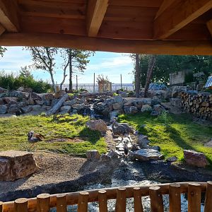 Argentine Cerrado - Action shot!