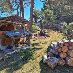 Argentine Cerrado - Patagonian mara walkthrough