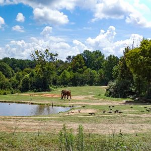 Aug. 2022 - Watani Grasslands Reserve - Left Elephant Exhibit (3 acres)