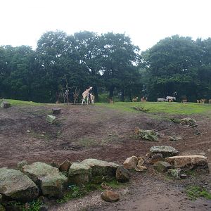Savanna exhibit, 2015-07-19