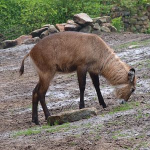 Female Defassa waterbuck (Kobus ellipsiprymnus defassa), 2015-07-19