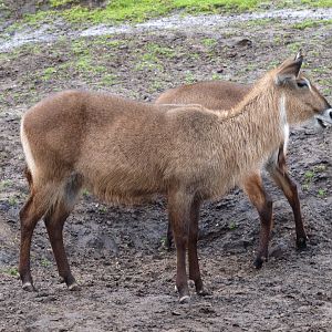 Female Defassa waterbuck (Kobus ellipsiprymnus defassa), 2015-07-19