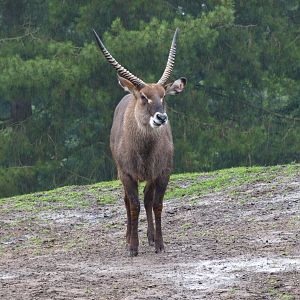 Male Defassa waterbuck (Kobus ellipsiprymnus defassa), 2015-07-19