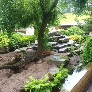 Meerkat exhibit, 2015-07-19
