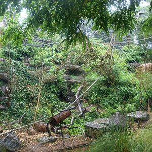 White-throated capuchin monkey exhibit (Former serval exhibit), 2015-07-19