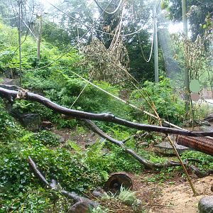 White-throated capuchin monkey exhibit (Former serval exhibit), 2015-07-19