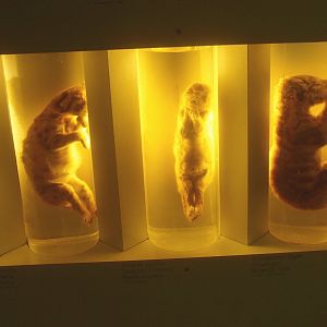 Cougar, leopard and Amur tiger cubs wet specimens, 2015-07-19
