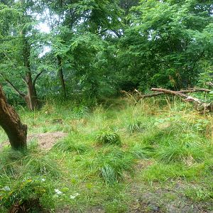 Jaguar exhibit - Former Sri Lankan leopard exhibit, 2015-07-19