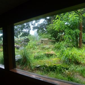 Jaguar exhibit - Former Sri Lankan leopard exhibit, 2015-07-19