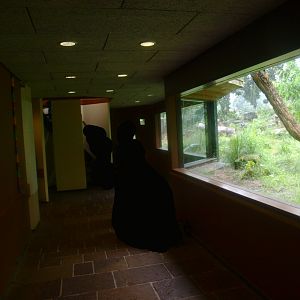 Leopard/Jaguar exhibit viewing tunnel, 2015-07-19