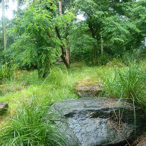 Jaguar exhibit - Former Sri Lankan leopard exhibit, 2015-07-19
