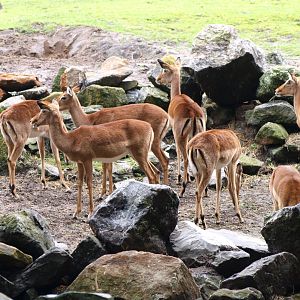 Common impala herd (Aepyceros melampus melampus), 2015-07-19