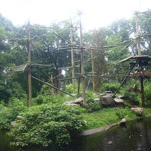 Mantled Colobus island, 2015-07-19