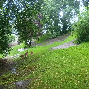 Emu and Red kangaroo exhibit, 2015-07-19