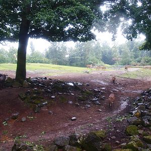 Savanna exhibit - Tree zone, 2015-07-19