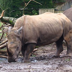 Southern white rhinoceros or Southern square-lipped rhinoceros (Ceratotherium simum simum), 2015-07-19