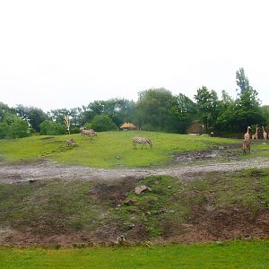 Savanna exhibit, 2015-07-19