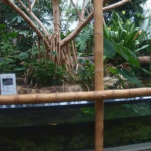 Asia House - Chinese alligator exhibit (Former Asian water monitor exhibit), 2015-07-19