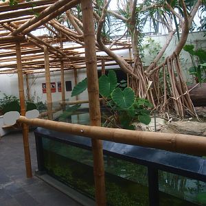 Asia House - Chinese alligator exhibit (Former Asian water monitor exhibit), 2015-07-19