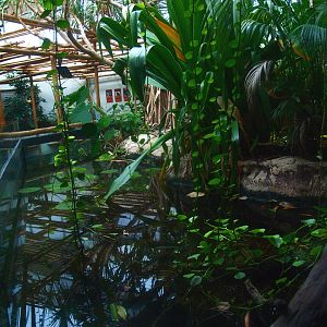 Asia House - Chinese alligator exhibit (Former Asian water monitor exhibit), 2015-07-19