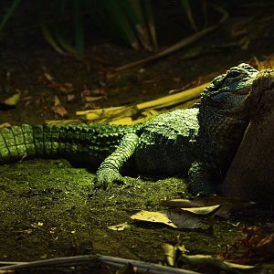 Chinese alligator (Alligator sinensis), 2015-07-19