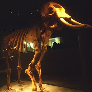 Asian elephant skeleton and viewing window into underground elephant stables in the basement of the Asia House, 2015-07-19