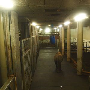 Underground Asian elephant stables, 2015-07-19