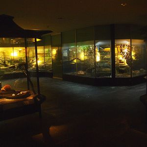 Asia House terrarium room, 2015-07-19
