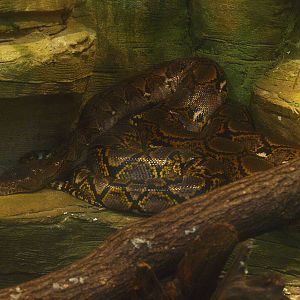 Reticulated python (Malayopython reticulatus), 2015-07-19