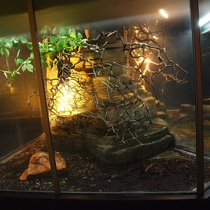 Asia House - Terrarium for large phasmids, 2015-07-19