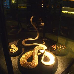 Asia House - Interpretive display with snake specimens, 2015-07-19