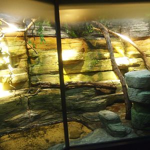 Asia House - Taiwan beauty snake terrarium, 2015-07-19