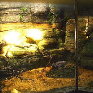 Asian House - D'Albert's python terrarium, 2015-07-19