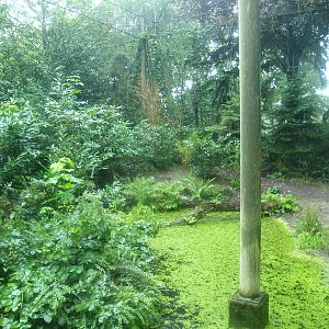 Jaguar exhibit - Former Amur tiger exhibit, 2015-07-19