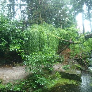 Jaguar exhibit - Former Amur tiger exhibit, 2015-07-19