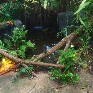 Oasia greenhouse - Spotted pond turtle exibit, 2015-07-19