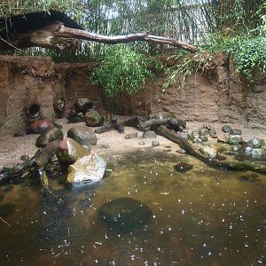Asian small-clawed otter exhibit, 2015-07-19